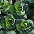 Kép 2/2 - Sedum telephium 'Seduction Yellow Delicat' – varjúháj - CS17
