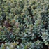 Kép 2/2 - Sedum telephium 'Seduction Rosé Soirée' – varjúháj - CS17