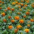 Kép 2/2 - Tagetes patula 'Aton Bee' - kisvirágú bársonyvirág, büdöske - CS9