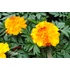 Kép 2/2 - Tagetes triploid 'Endurance Sunset Gold' - kisvirágú bársonyvirág, büdöske - CS9
