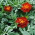 Kép 2/2 - Tagetes patula 'Safari Red' - kisvirágú bársonyvirág, büdöske - CS9
