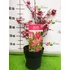 Kép 1/3 - Acer palmatum 'Beni maiko' - japán juhar - CS19
