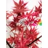 Kép 2/3 - Acer palmatum 'Beni maiko' - japán juhar - CS19