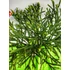 Kép 2/2 - Cryptomeria japonica 'Little Champion' - japánciprus, oltvány - CS23