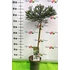 Kép 1/2 - Cryptomeria japonica 'Little Champion' - japánciprus, oltvány - CS23