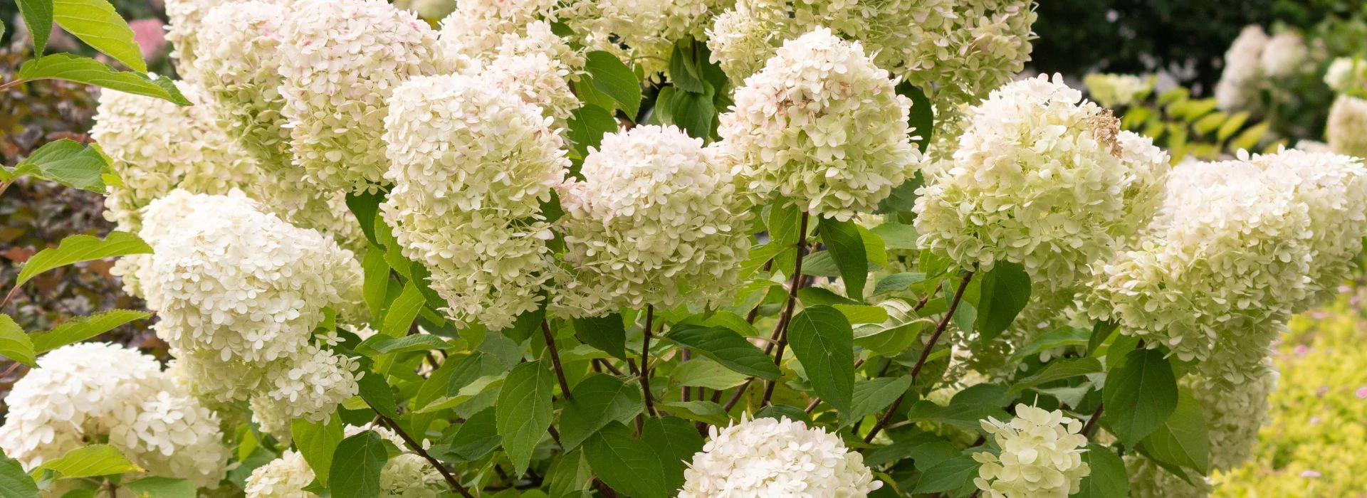 hortenzia